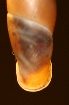 Clausiliidae da posatura Isonzo